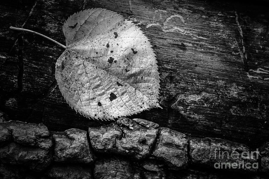 Fallen Leaf Fallen Tree Photograph by Michael Arend