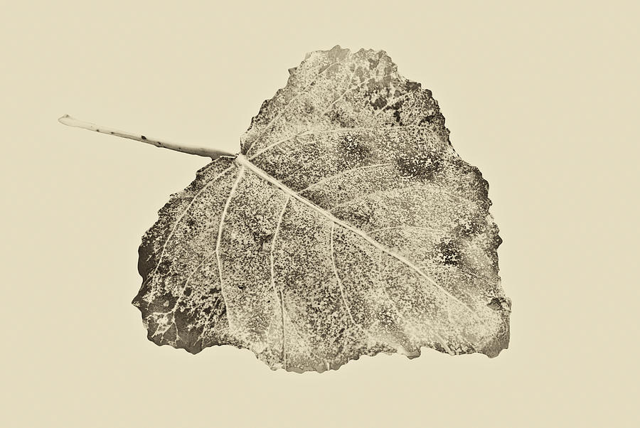 Fallen Leaf in Antique Photograph by Greg Jackson