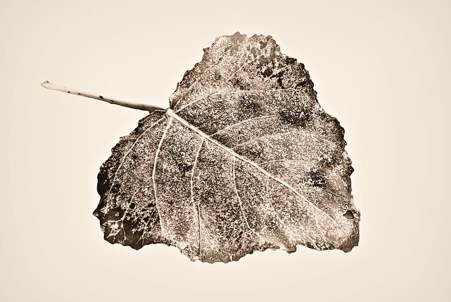 Fallen Leaf in Antique T Photograph by Greg Jackson