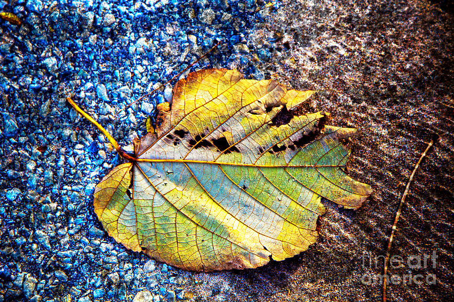 Chicago Photograph - Fallen Leaf by Jeanette Brown