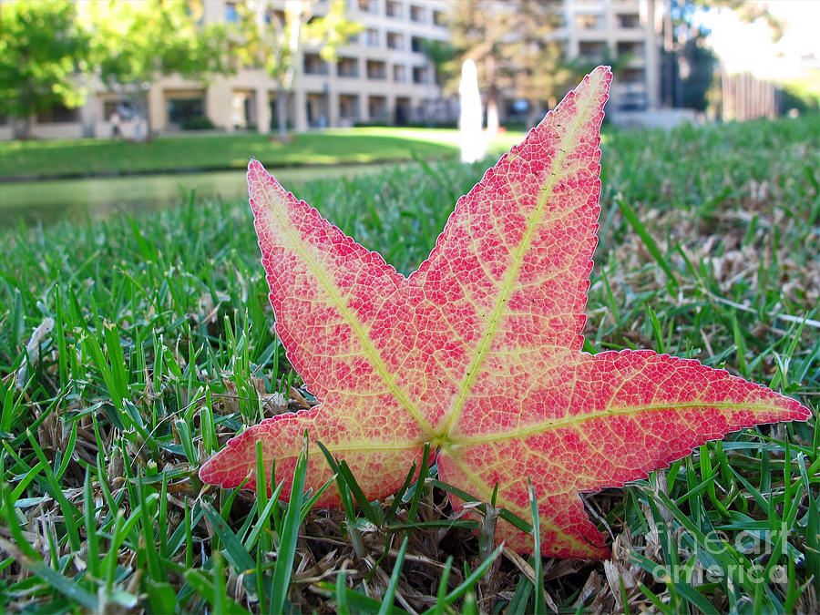 Fallen Leaf Photograph by Kelly Holm