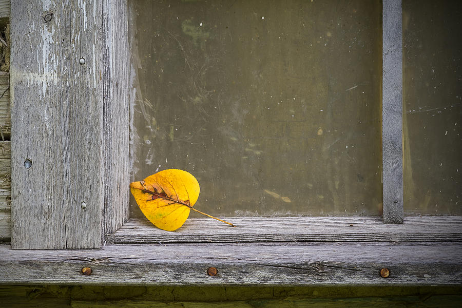 Fallen Leaf Photograph by Nebojsa Novakovic