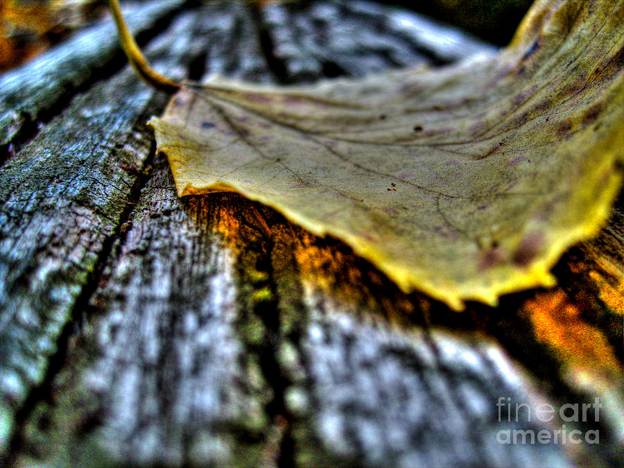 Fallen Leaf Photograph by Nina Ficur Feenan