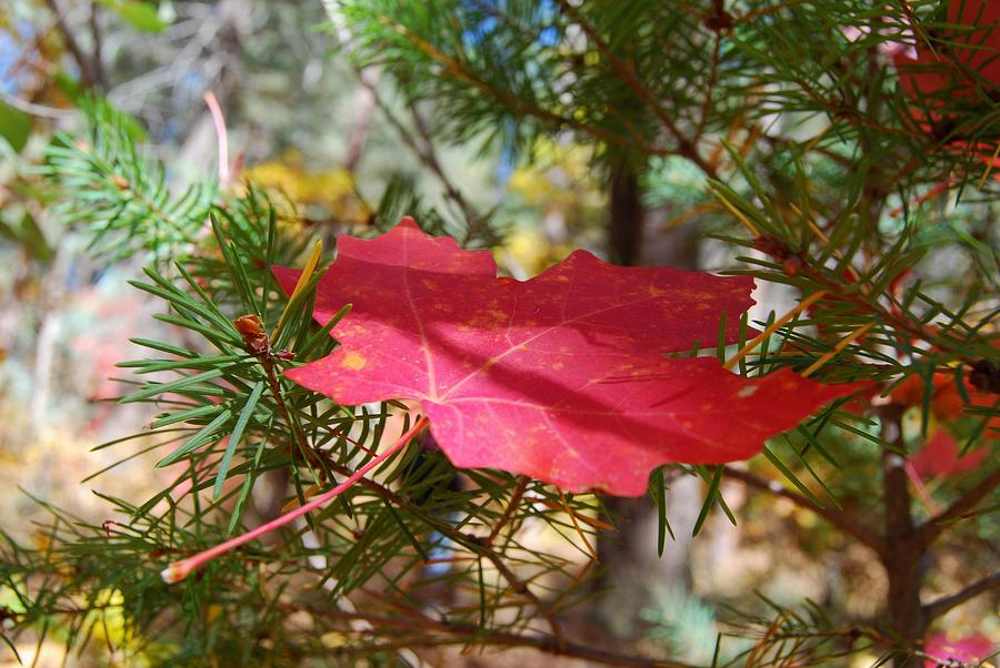 Fallen Leaf Photograph by Tam Ryan