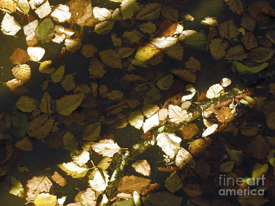 Fallen Leaves And Shadow Photograph by Donna Brown