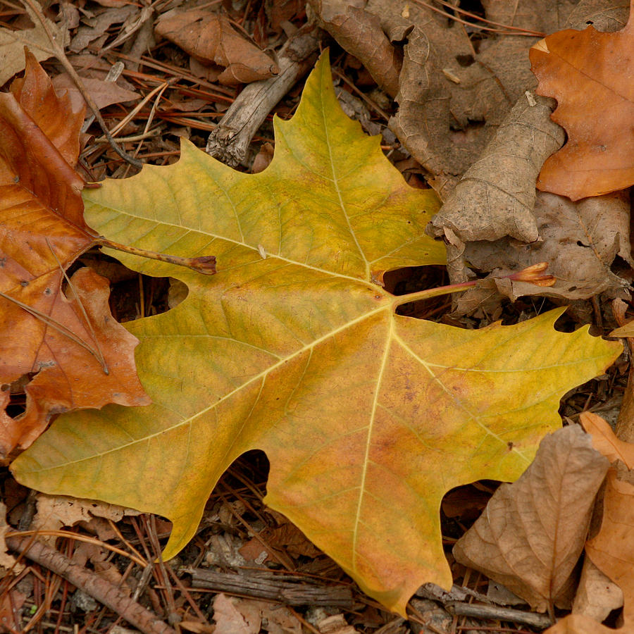 Fallen Leaves Photograph by Art Block Collections