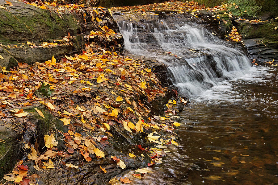 Fallen Leaves at a Waterfall Photograph by Theo OConnor