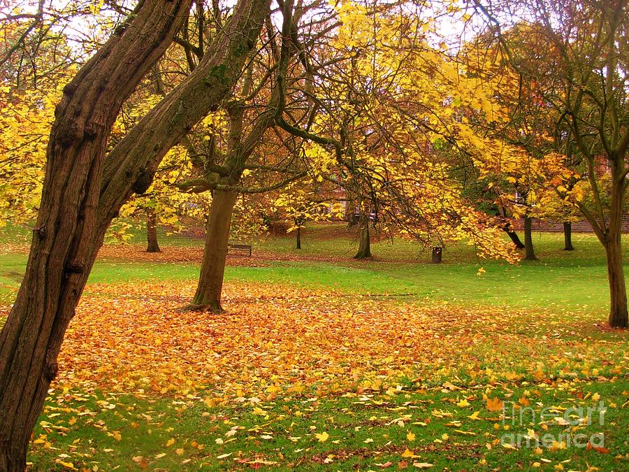 Fallen Leaves at City park Photograph by Joan-Violet Stretch