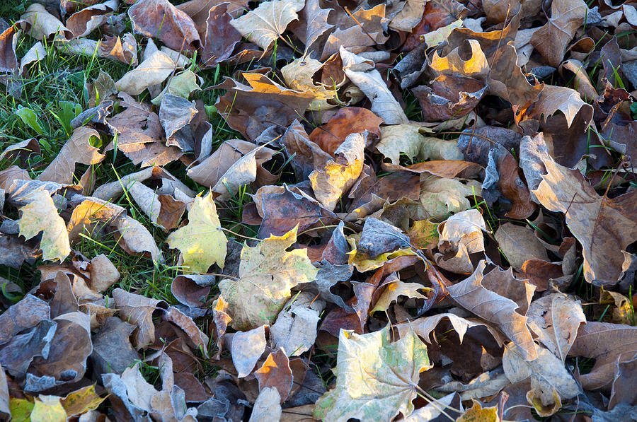 Fall Photograph - Fallen Leaves by Bill Cannon
