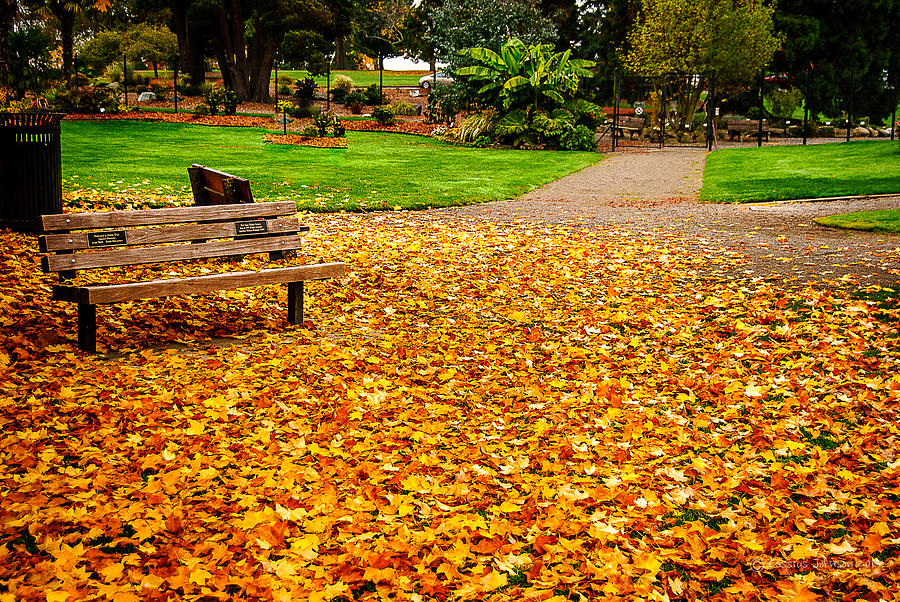 Fallen Leaves Photograph by Cassius Johnson