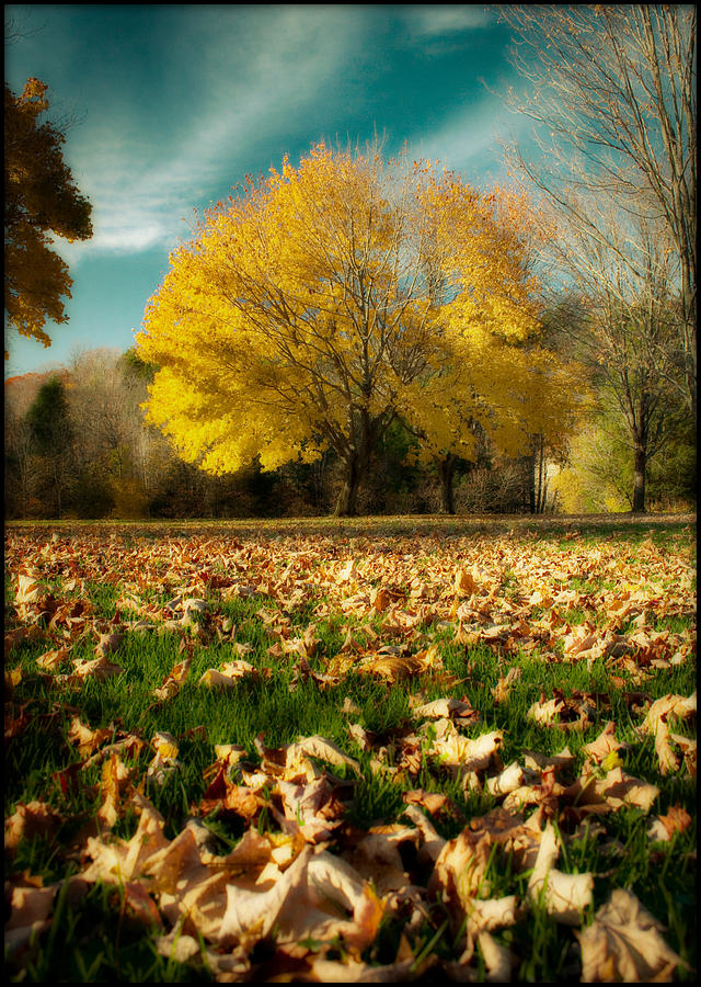 Fallen Leaves Photograph by Cindy Haggerty