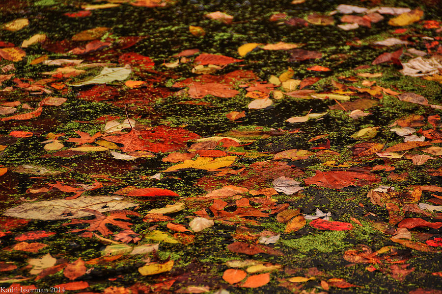 Fallen Leaves I Photograph by Kathi Isserman