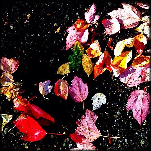 Pnw Photograph - Fallen Leaves In A Puddle. Autumn Is by Kevin Smith