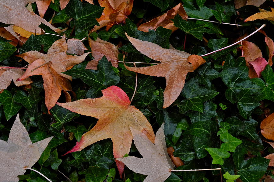 Fallen Leaves in Autumn Photograph by Kirsten Giving