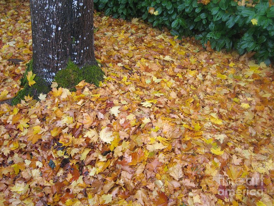 Fallen Leaves Photograph by James B Toy