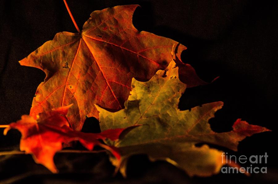 Fallen Leaves Photograph by Judy Wolinsky