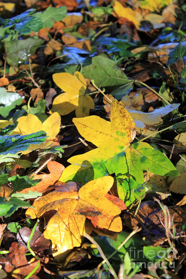 Fallen Leaves Photograph by Julia Gavin