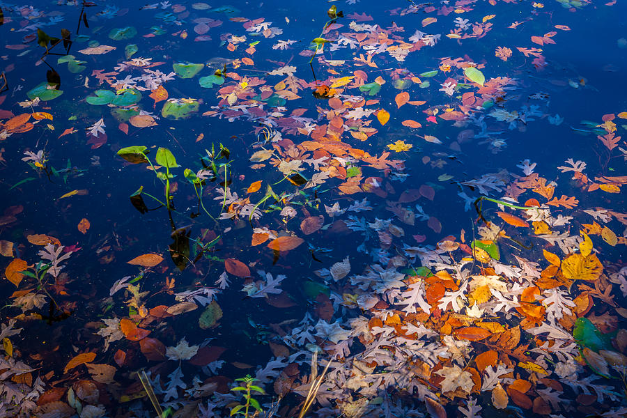 Fallen Leaves Lake Ames Rockaway Township NJ Painted  Photograph by Rich Franco
