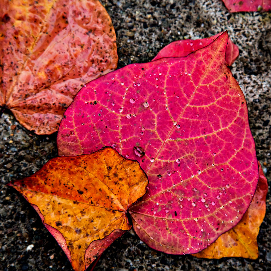 Fallen Leaves Photograph by Mary Jo Allen