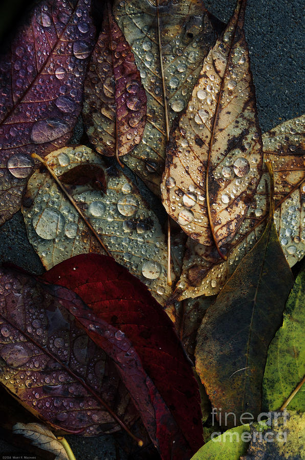 Fall Photograph - Fallen Leaves by Mary Machare