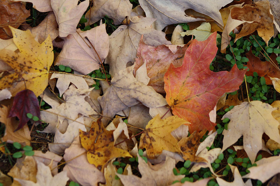 Fallen Leaves Digital Art by Michele Wilson