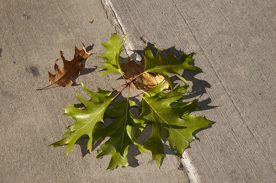 Fallen Leaves on City Streets Photograph by Brenda Kean