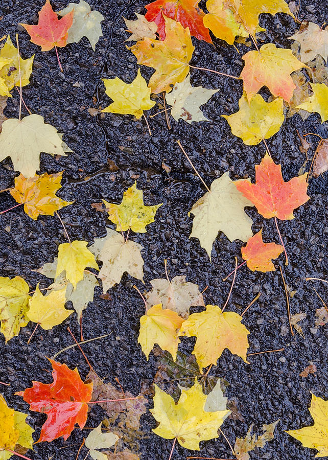 Fallen leaves on wet pavement. Photograph by Rob Huntley