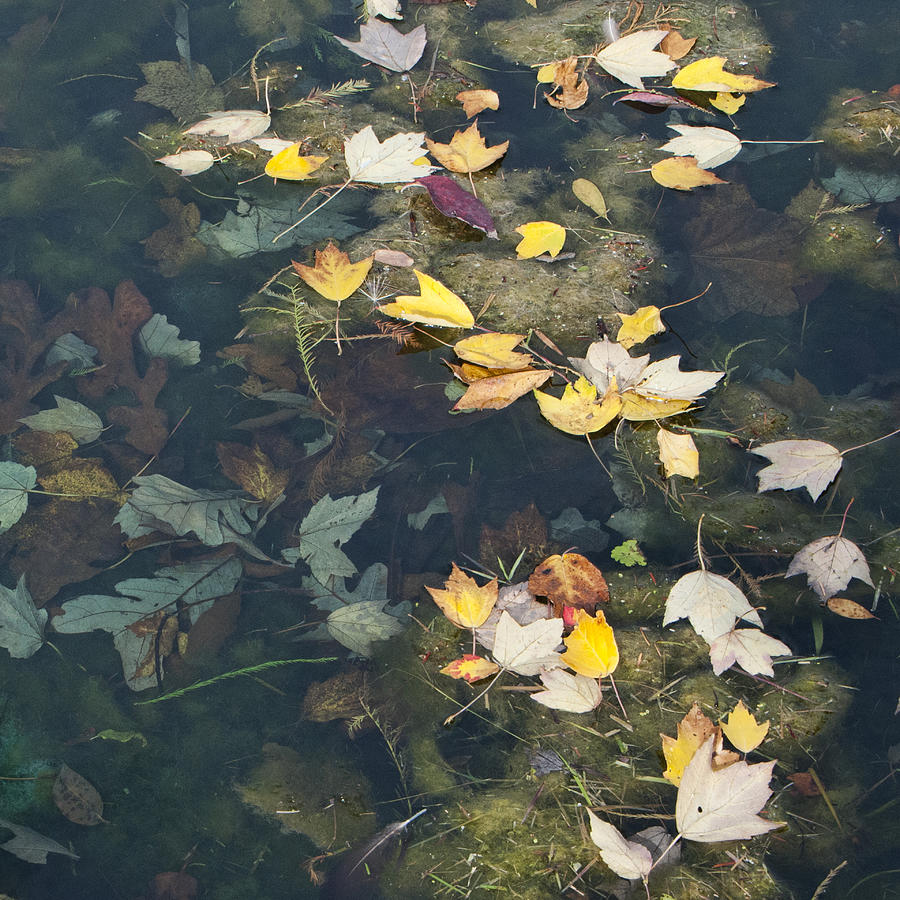Cincinnati Photograph - Fallen Leaves by Phyllis Taylor