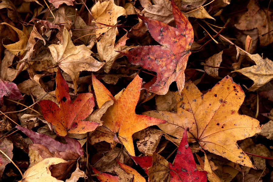 Fallen Leaves Photograph by Rebecca Davis