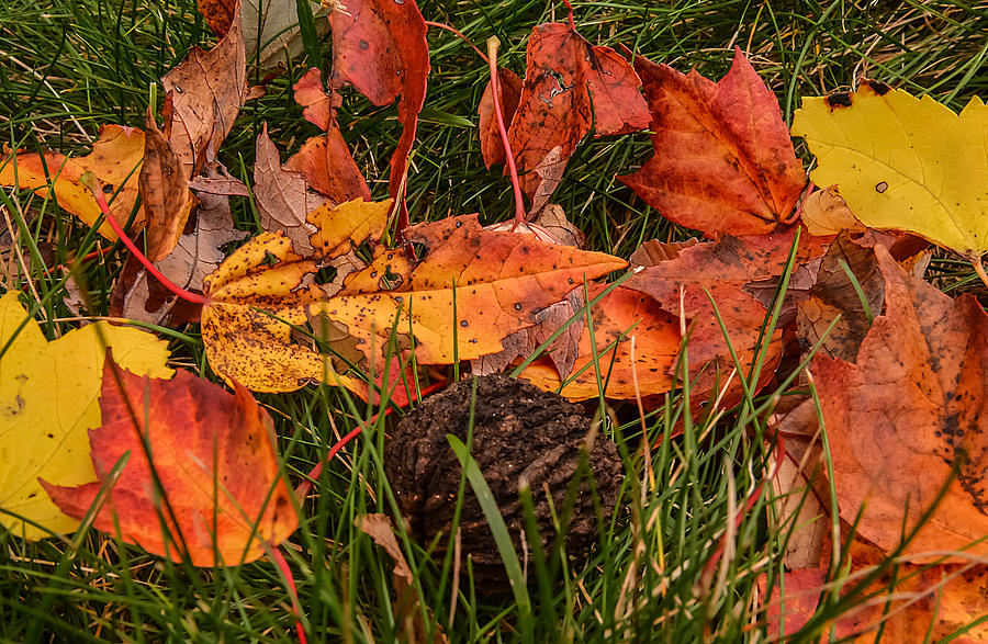 Nature Photograph - Fallen Leaves by Robert Mitchell