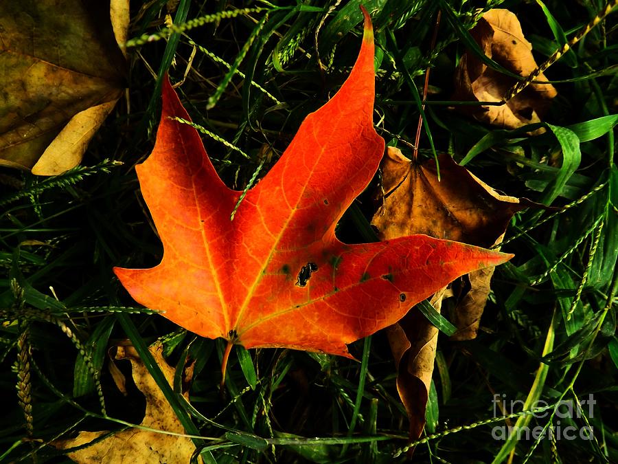 Fall Photograph - Fallen Leaves by Robyn King