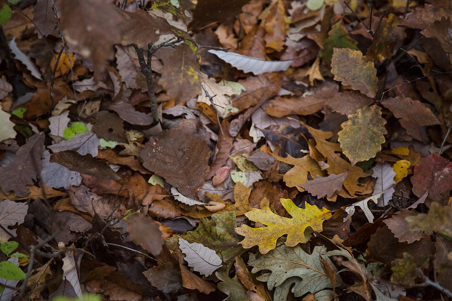 Fallen Leaves Photograph by Ryan Heffron