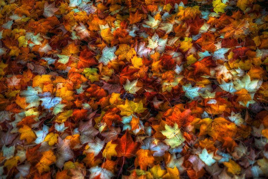 Fallen Leaves Photograph by Spencer McDonald