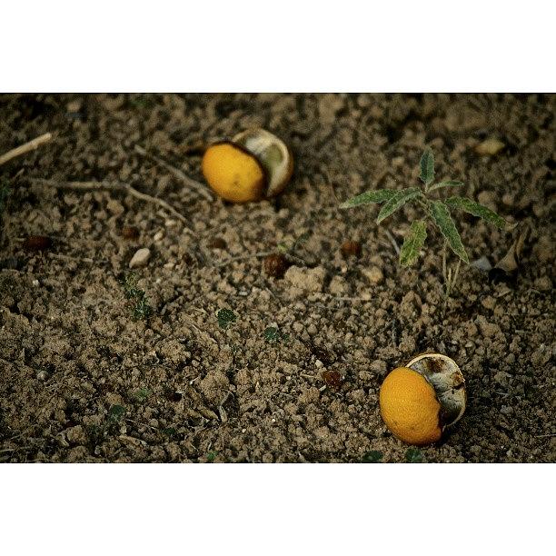 Lemon Photograph - Fallen Lemons #greece #instagreece by Mish Hilas