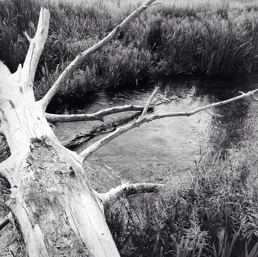 Nature Photograph - Fallen log by Les Cunliffe