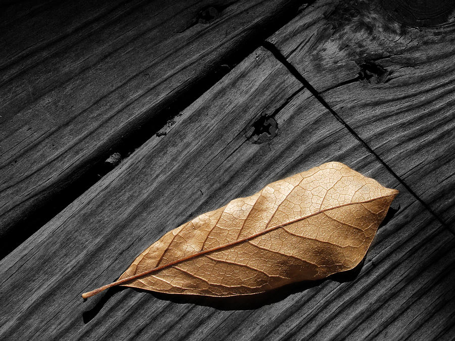 Fallen Magnolia Leaf on a Gray Wooden Deck Photograph by Randall Nyhof