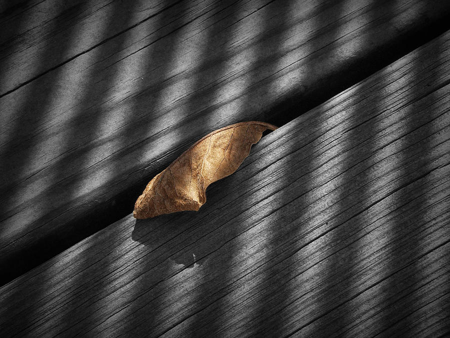 Fallen Magnolia Leaf with shadows on a Gray Wooden Deck Photograph by Randall Nyhof