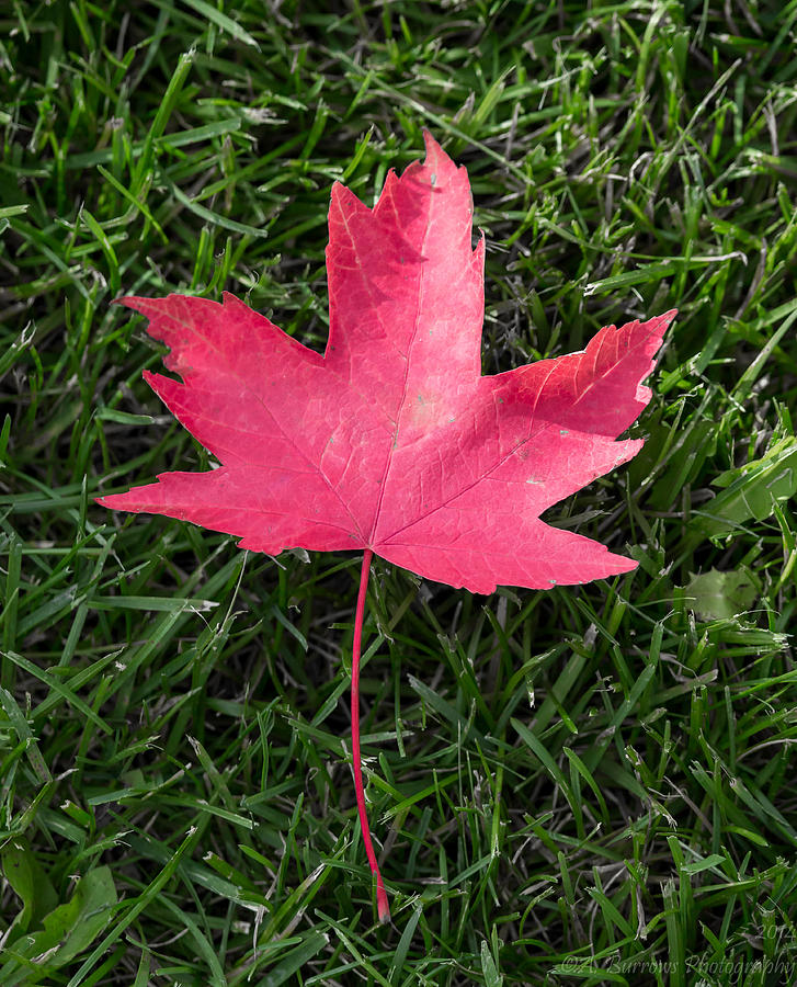 Fallen Maple Photograph by Aaron Burrows