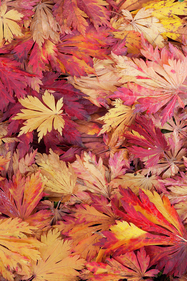 Fallen Maple Leafs Photograph by Justinreznick