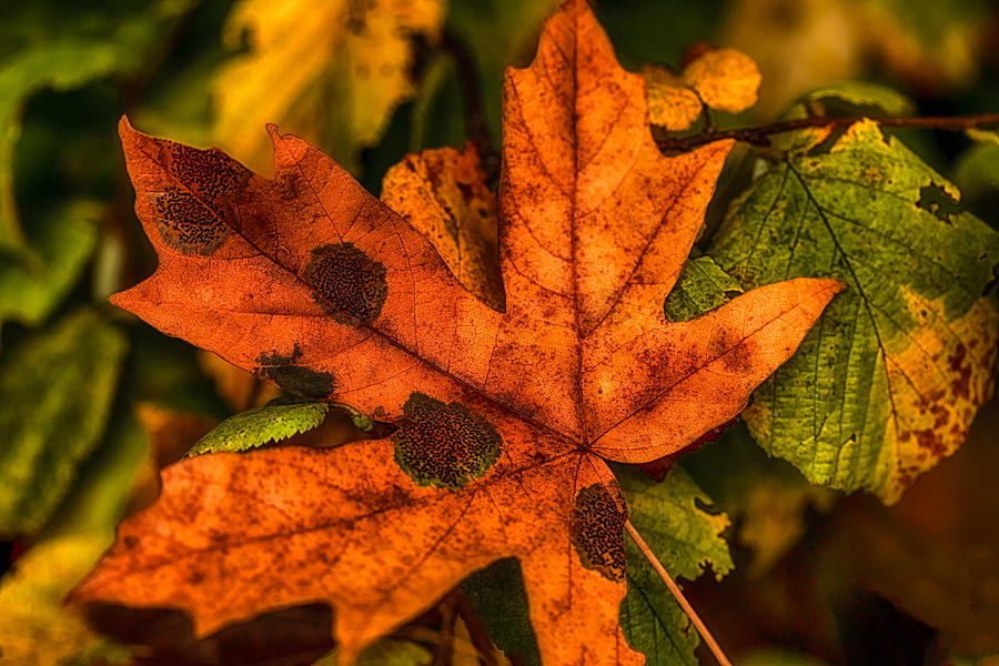 Fall Photograph - Fallen Maple Leave by Ray Still Fall Photograph - Fallen Maple Leave by Ray Still