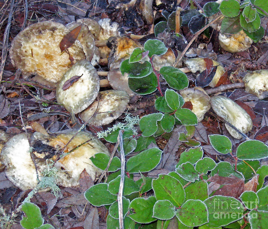 Fallen Mushrooms Pyrography