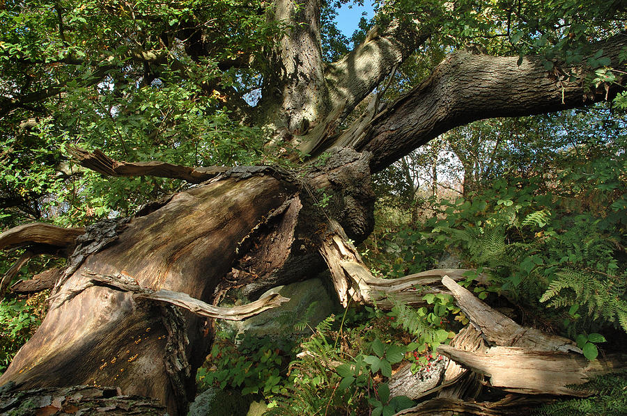 Fallen oak Curbar Photograph by Jerry Daniel