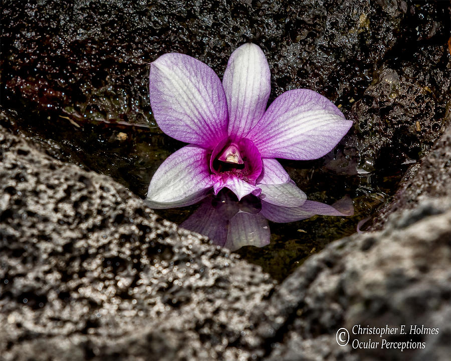Fallen Orchid Photograph by Christopher Holmes