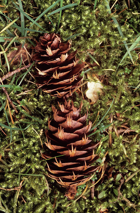 Fallen Pine Cones Abies Procera Photograph By Alan Punton Esqscience Photo Library Fine Art