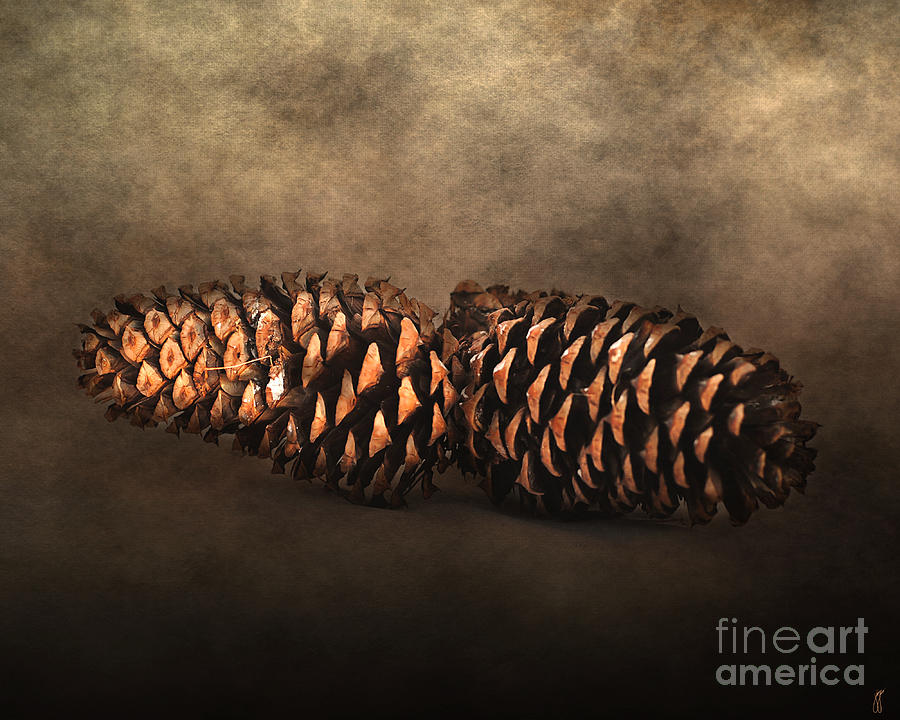 Fallen Pine Cones Photograph by Jai Johnson
