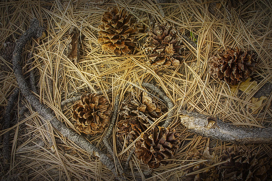 Fallen Pine Cones No.465 Photograph by Randall Nyhof