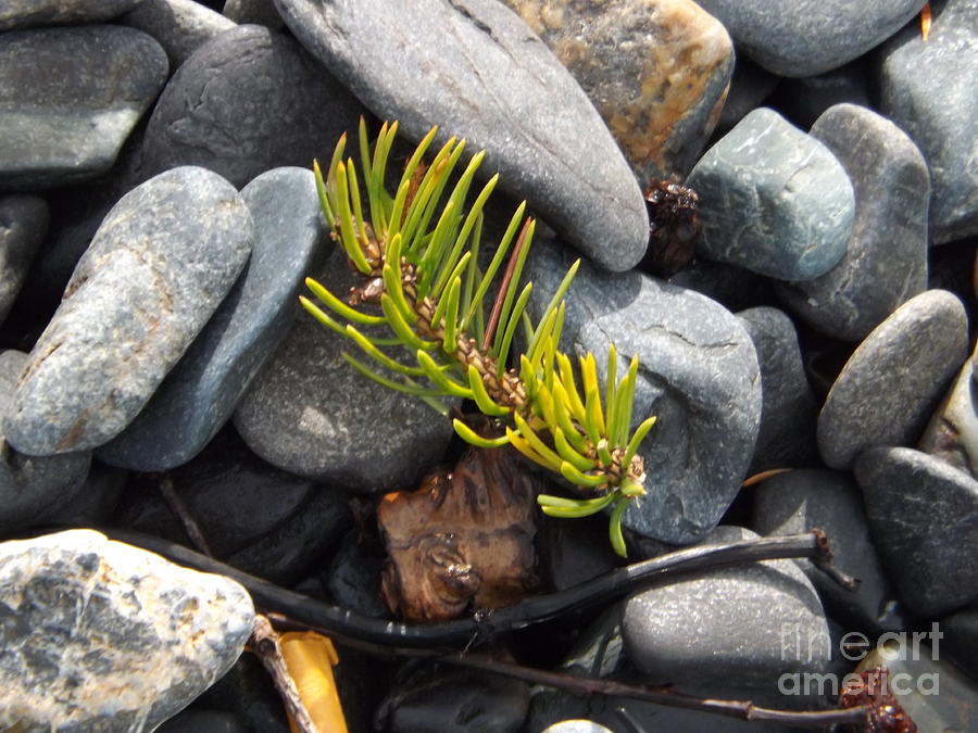 Fallen Pine Needle Photograph by Brigitte Emme