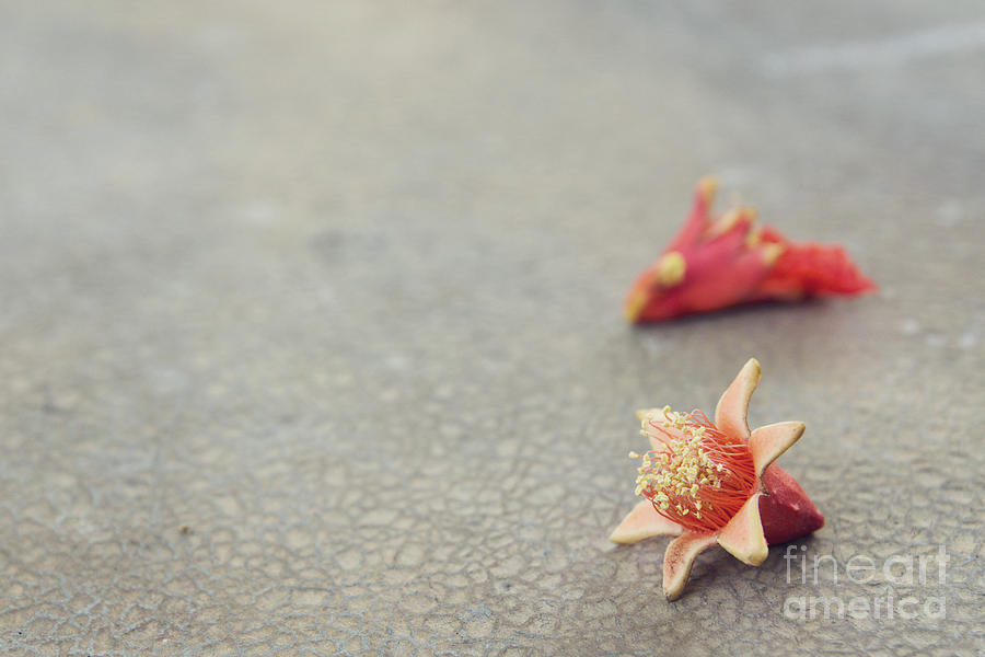 Fallen Pomegranate Blossoms Photograph