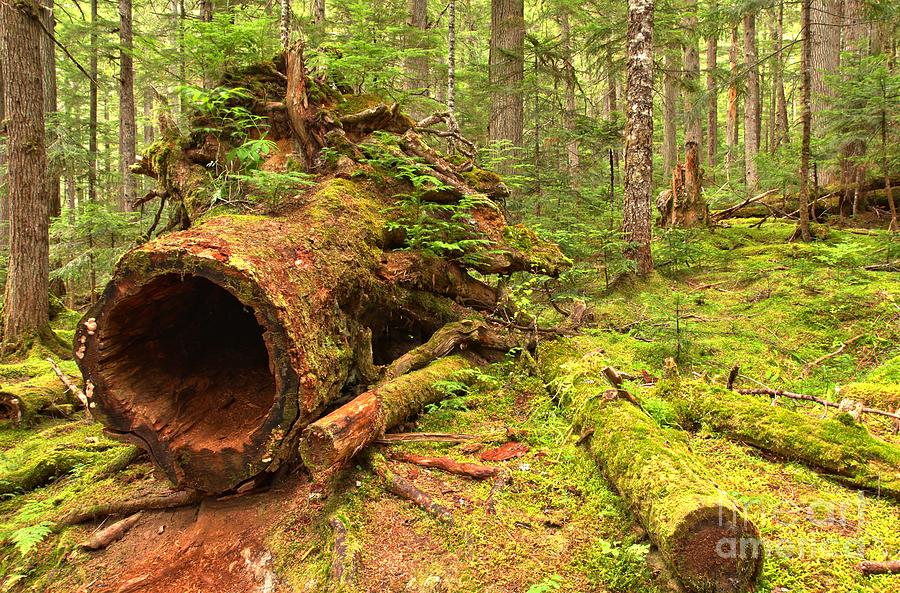 Fallen Rainforest Giant Photograph by Adam Jewell