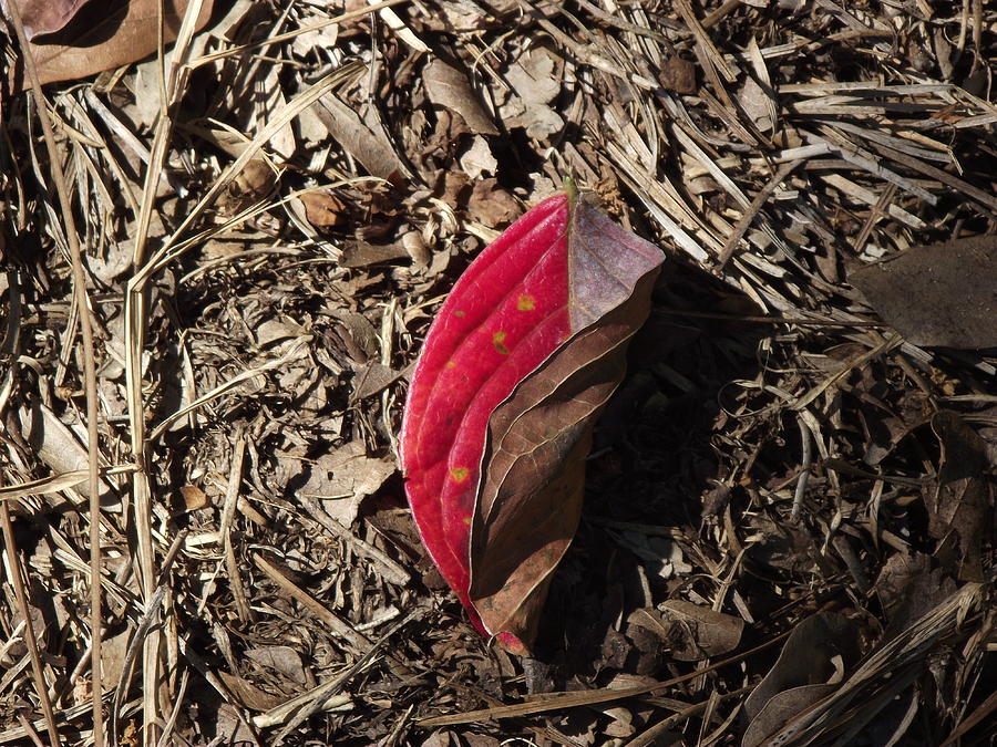 Fallen Red II Photograph by Lanita Williams